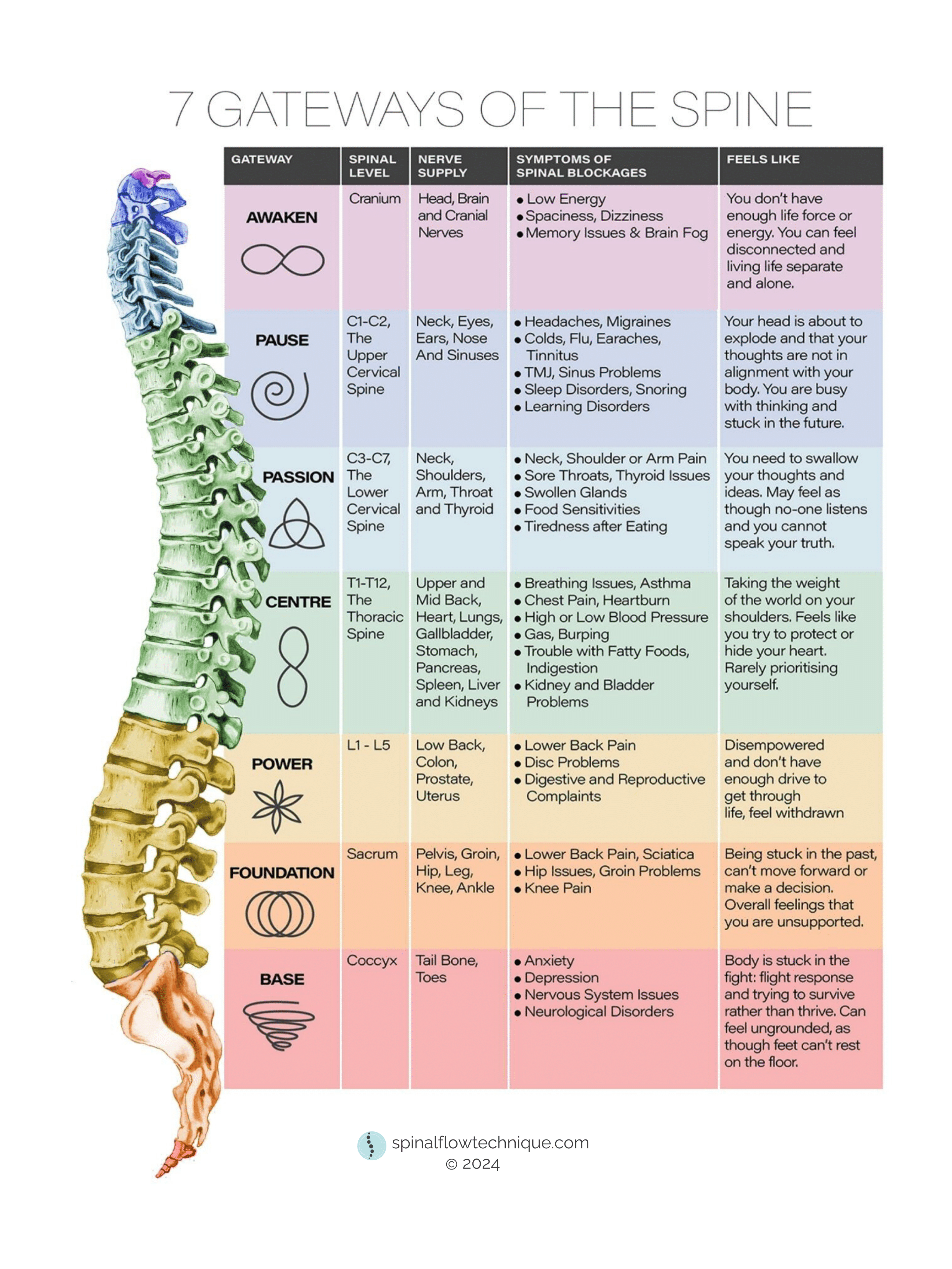 spine with definitions