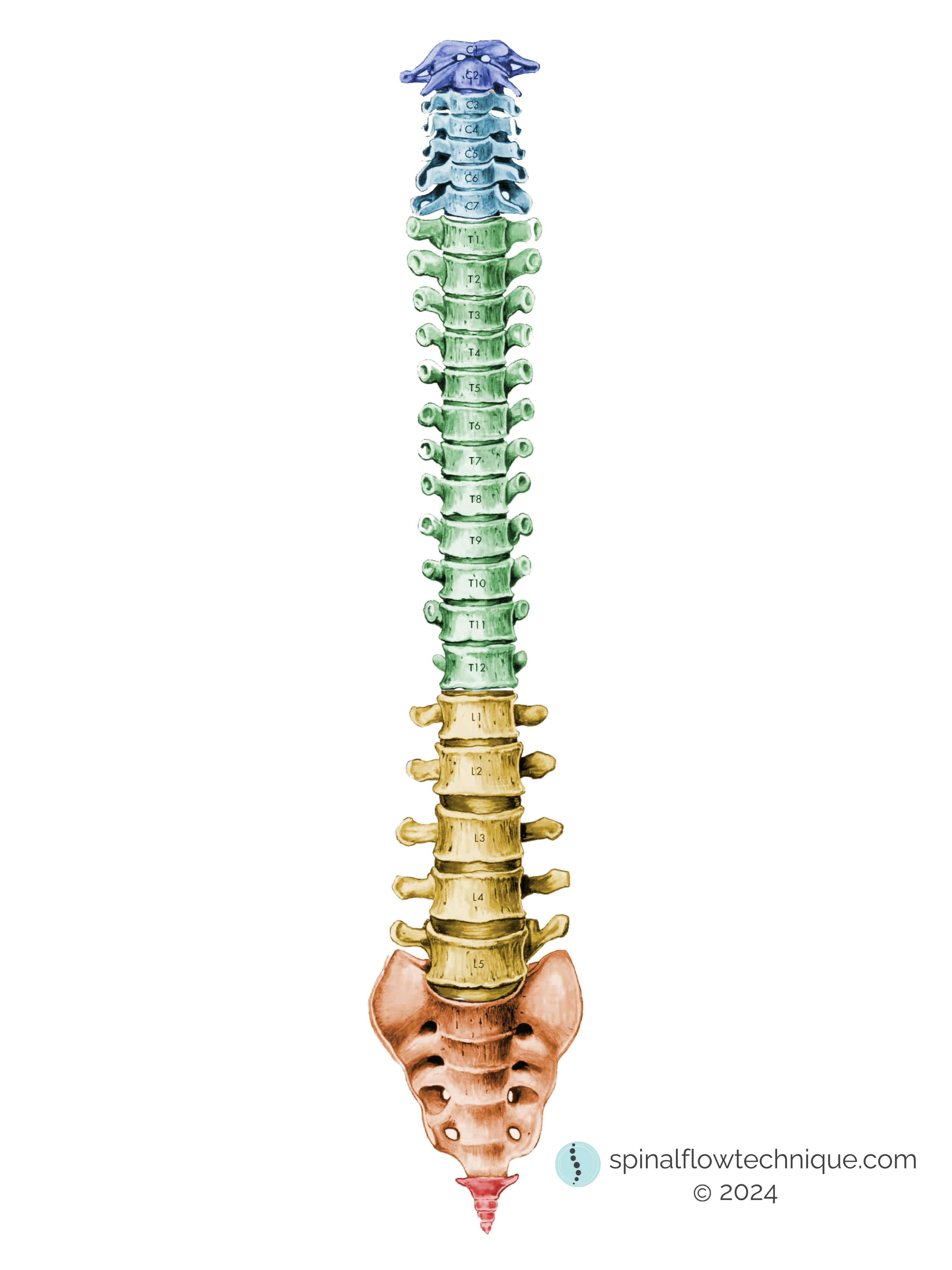 spine with definitions