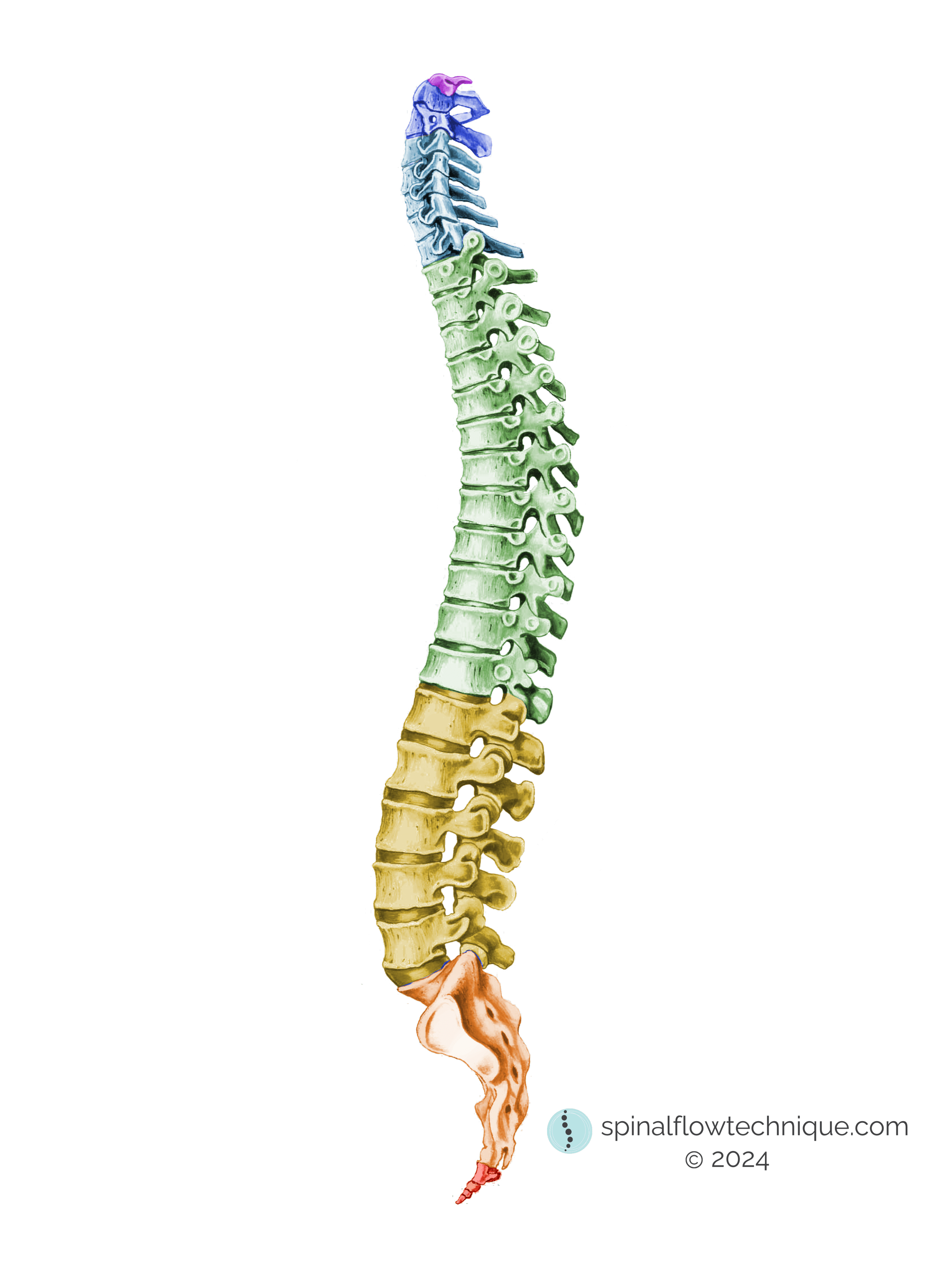 spine with definitions