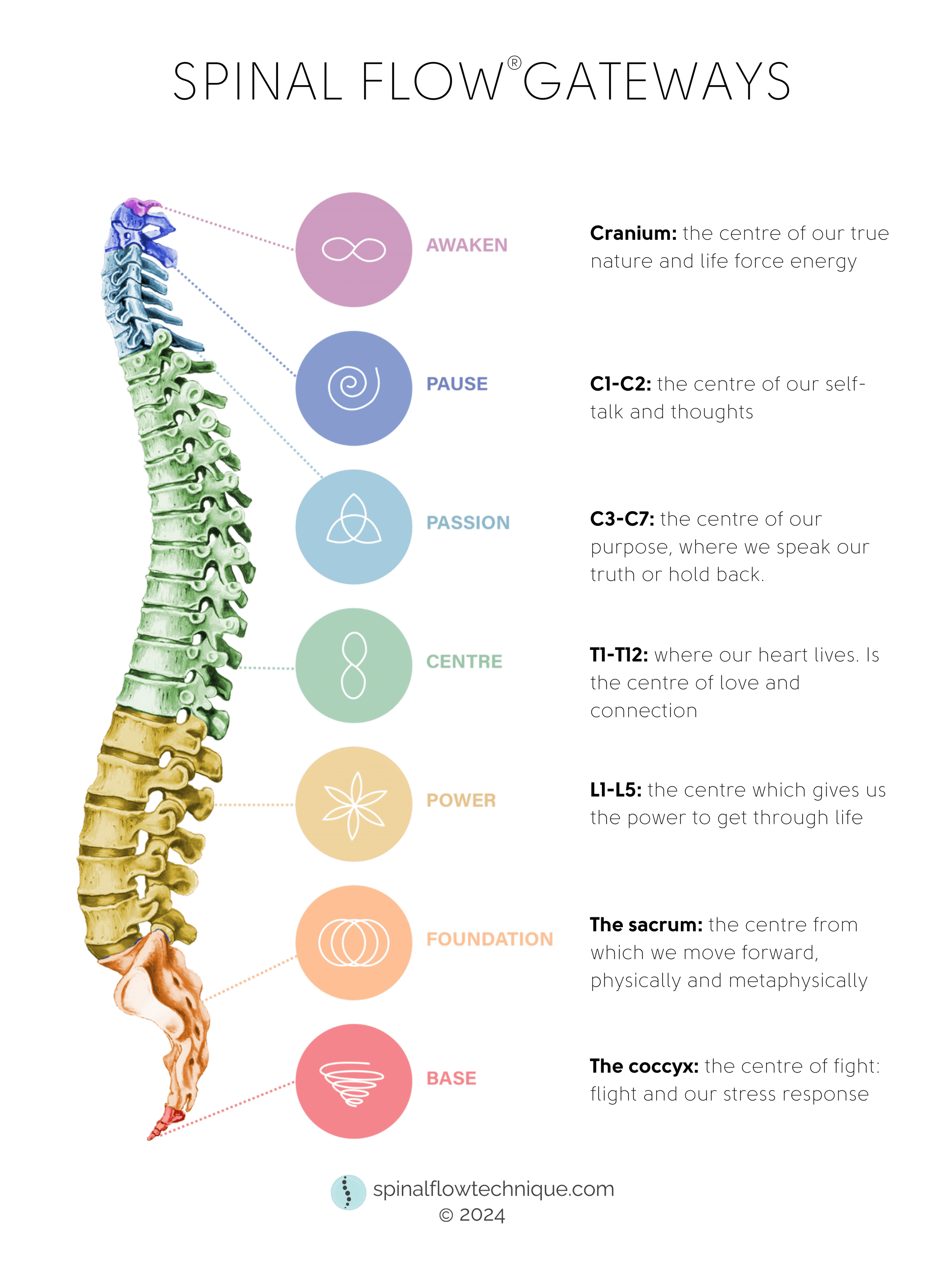 spine with definitions
